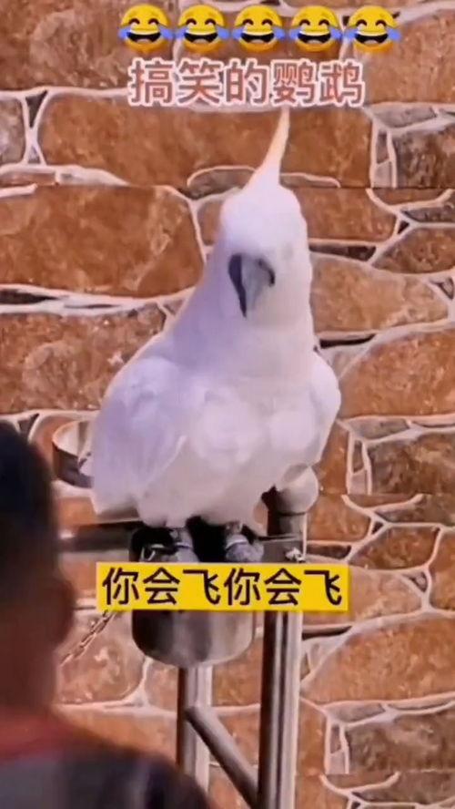 开心搞笑视频热点爆料,笑料百出！最新开心搞笑视频热点盘点  第1张